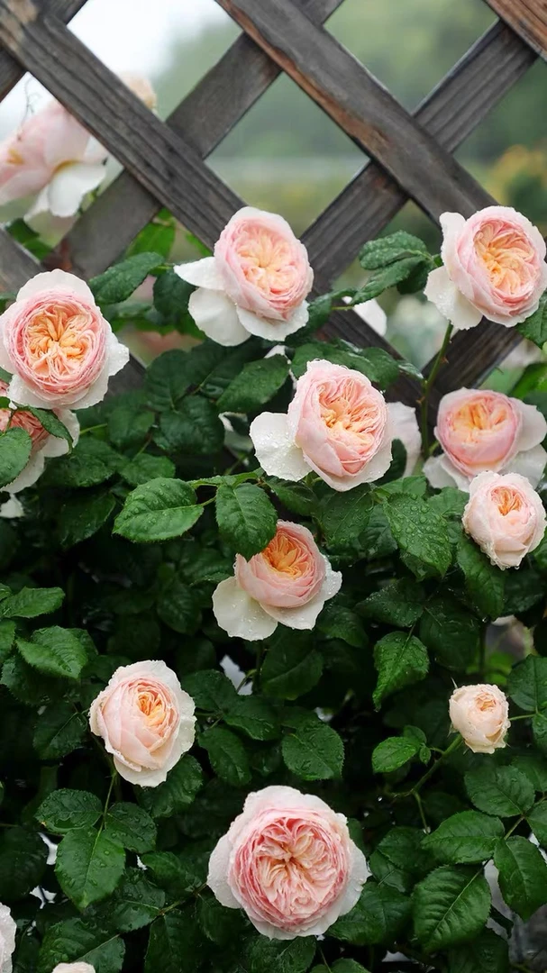 （花街月季）涵仙月季玫瑰 藤本月季中香多季节开花爬藤花卉