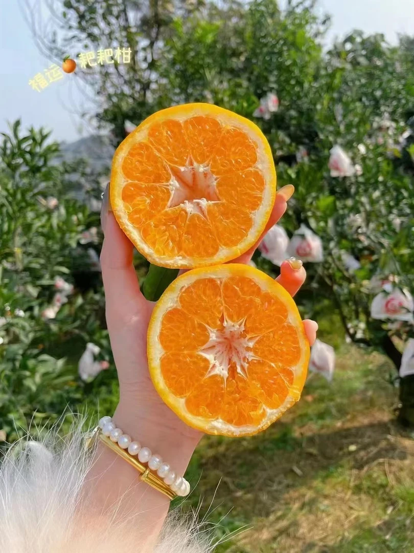 浦江耙耙柑 十斤