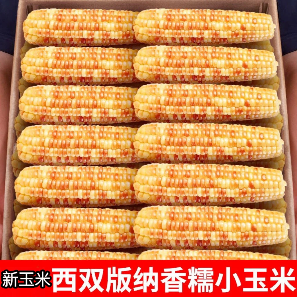 云南西双版纳香糯小玉米新鲜花糯玉米棒真空加热即食早餐一整箱