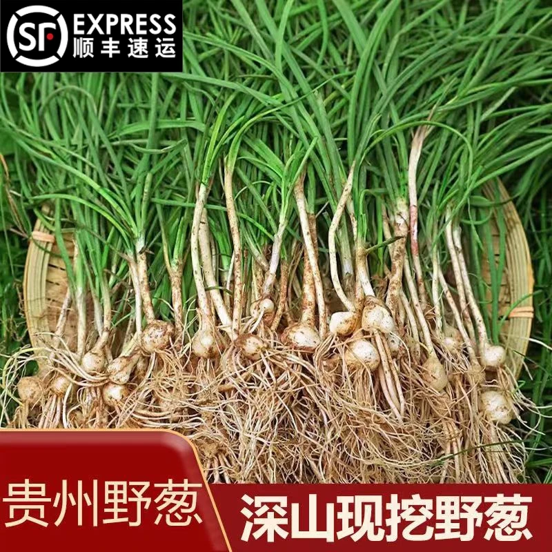 贵州新鲜野葱现挖苦蒜野生野菜薤白小根胡葱野藠头野小蒜