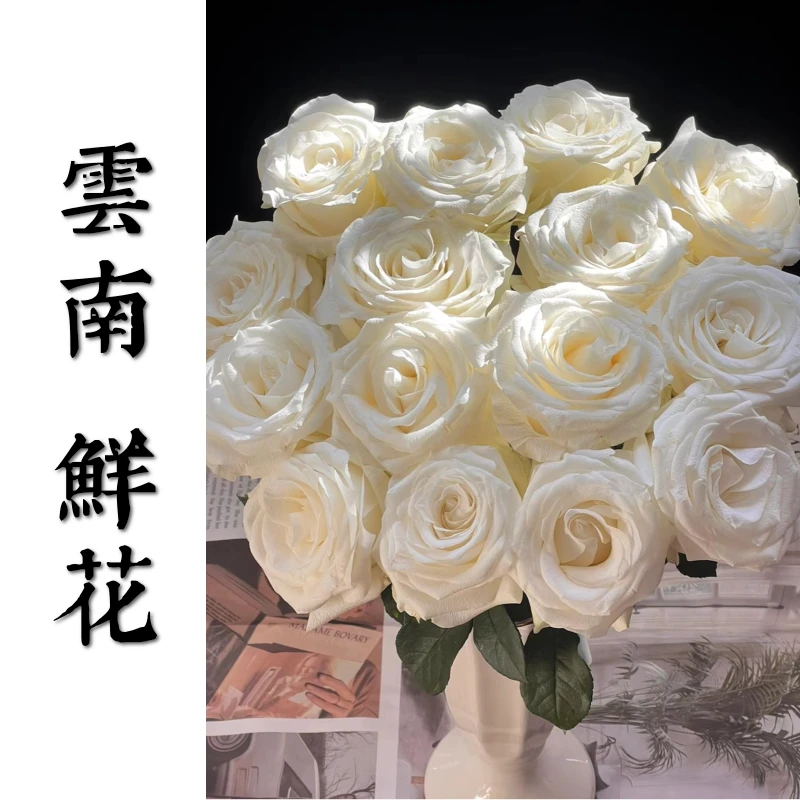 【骄傲】大壮好花 云南鲜花基地直发