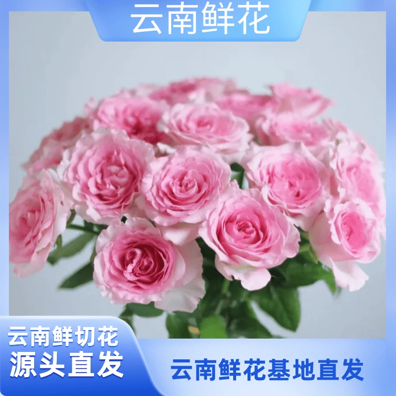 【洛神单头玫瑰】云南基地直发 收到深水醒花（小花专属）