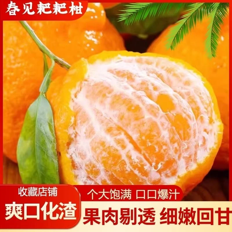 正宗四川春见耙耙柑橘子现摘新鲜产地直发应季水果汁水丰富SS3