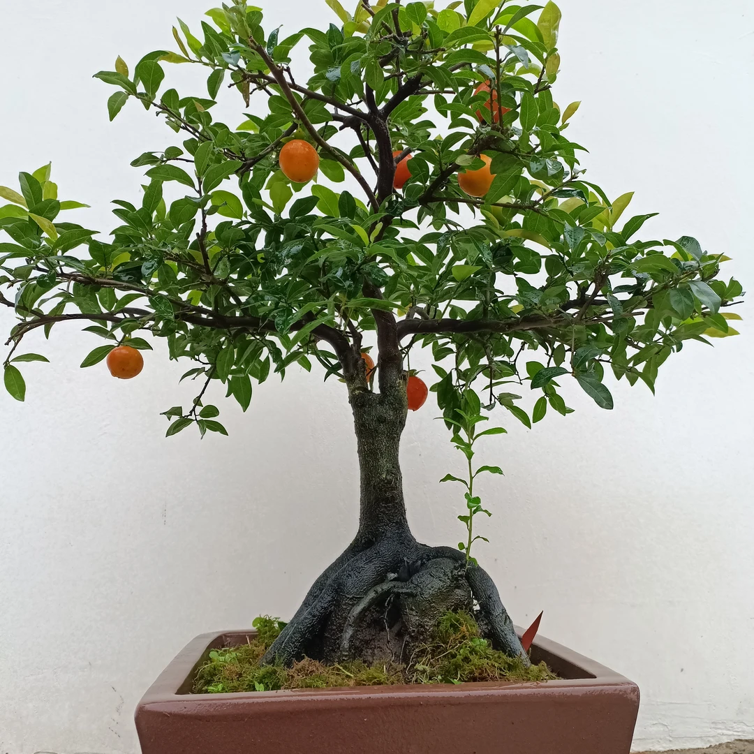 金弹子造型盆景别墅庭院好养植物