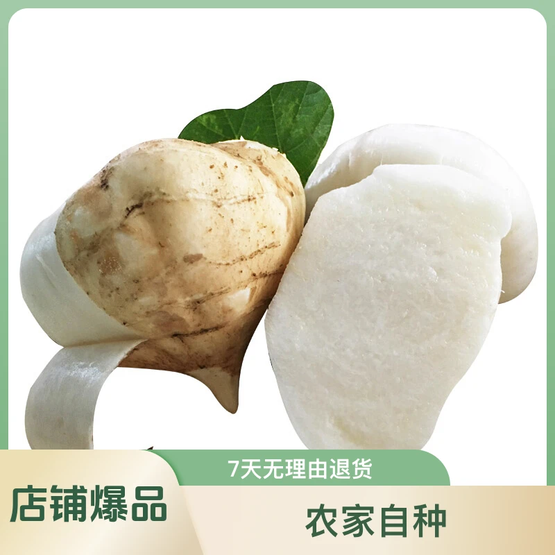 彝蓓朵现挖新鲜甜脆凉薯白地瓜1斤3斤5斤当季蔬菜水果多汁农家薯