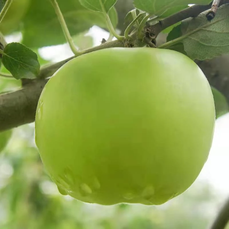 新鲜应季青苹果（坏果包赔）现摘现发孕妇儿童水果细腻不打蜡