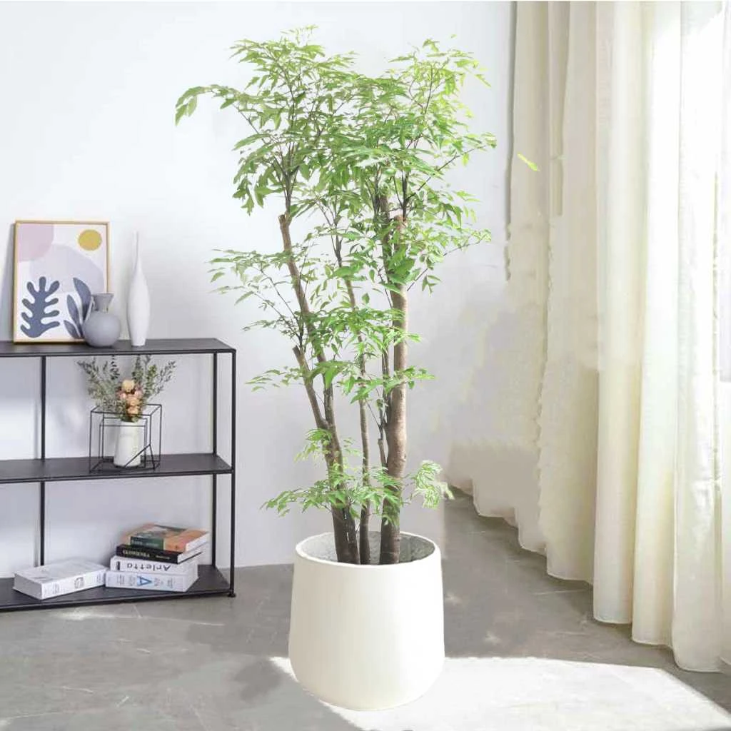 羽叶福禄桐大盆栽平安树羽叶盆景室内大型植物乔迁开张送礼绿植