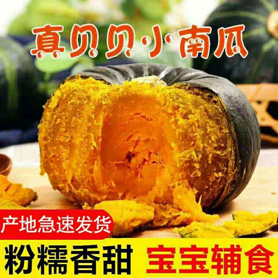 正宗贝贝南瓜板栗味小南瓜板栗面迷你宝宝辅食3/5斤带箱装包邮