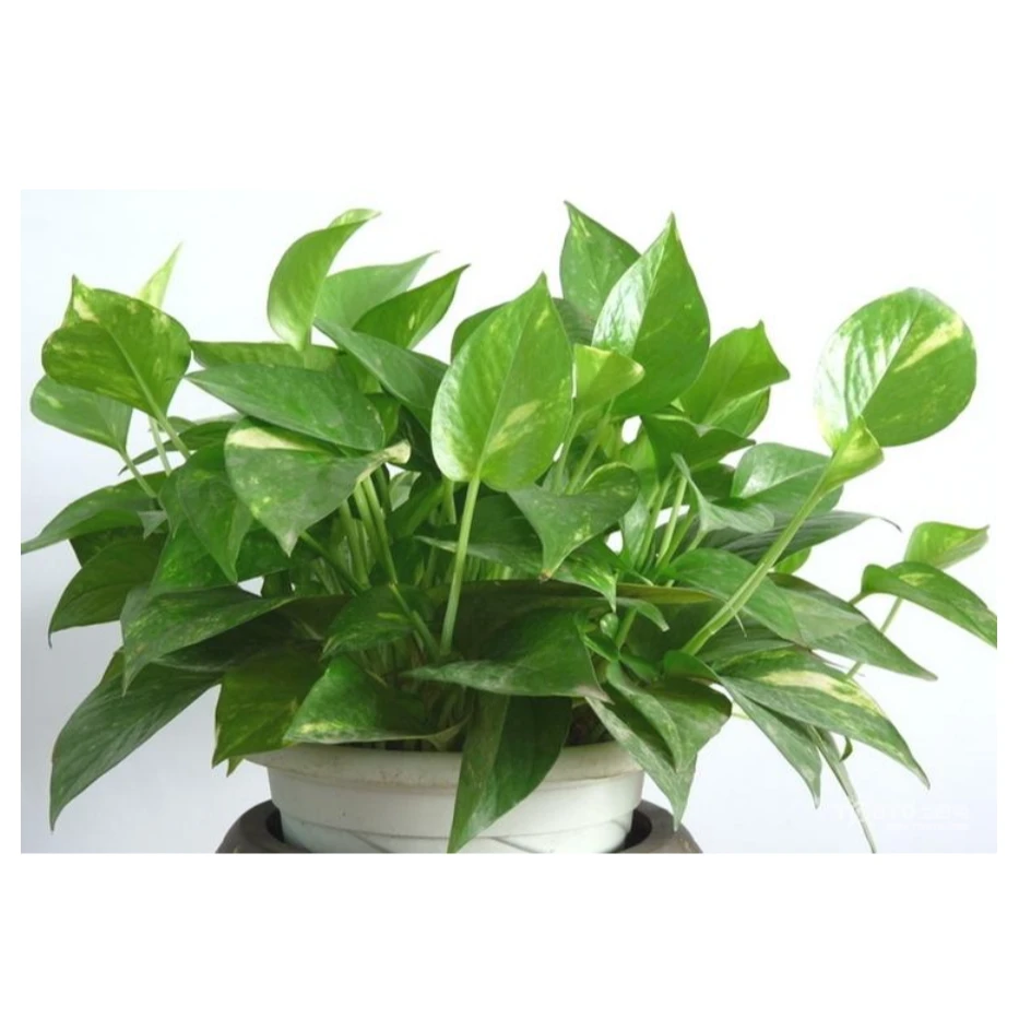 绿萝盆栽带盆发货