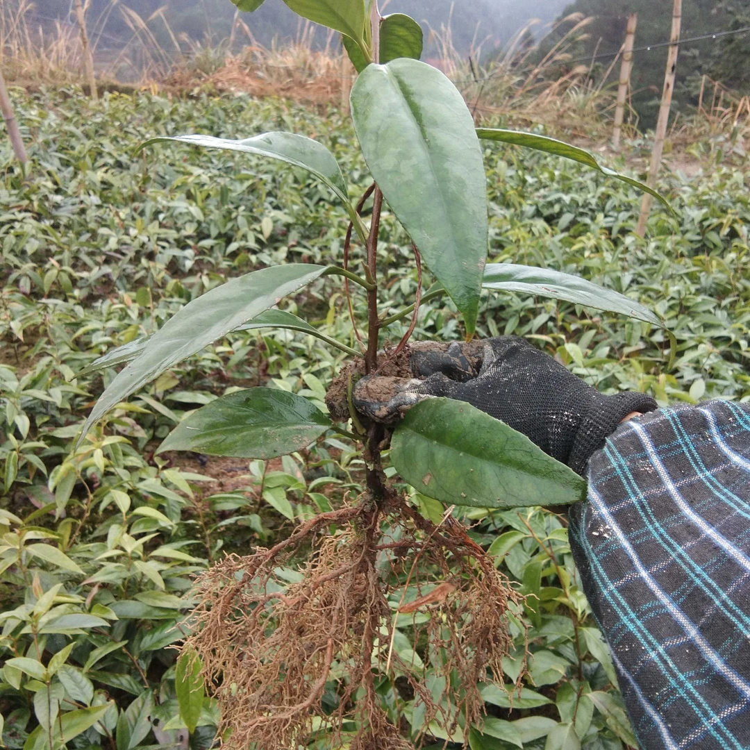 黑老虎果苗 五味子 布福娜大血藤酒饭团爬藤抗霜冻南北方种植树苗