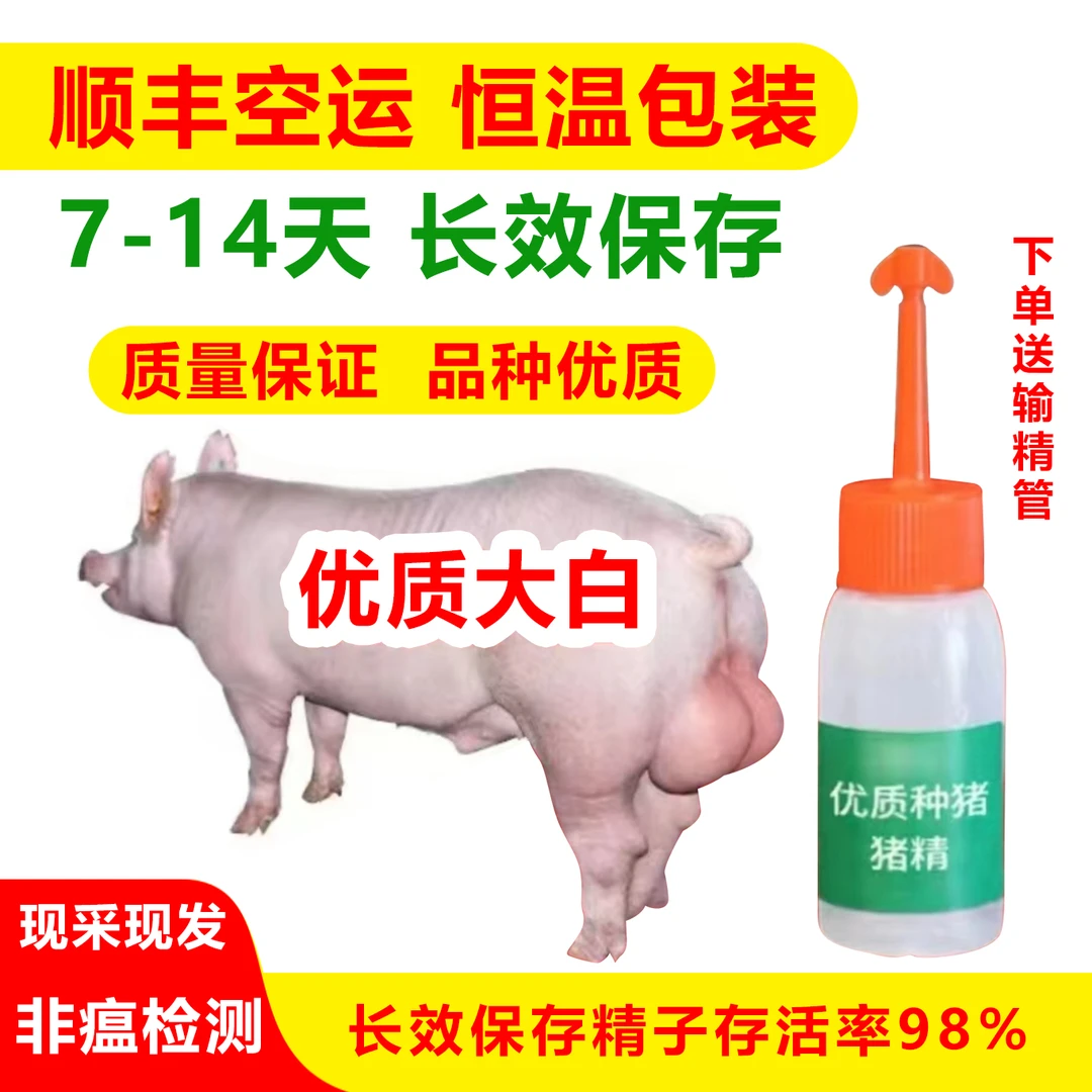 原种优质英系大白种公猪猪精批发