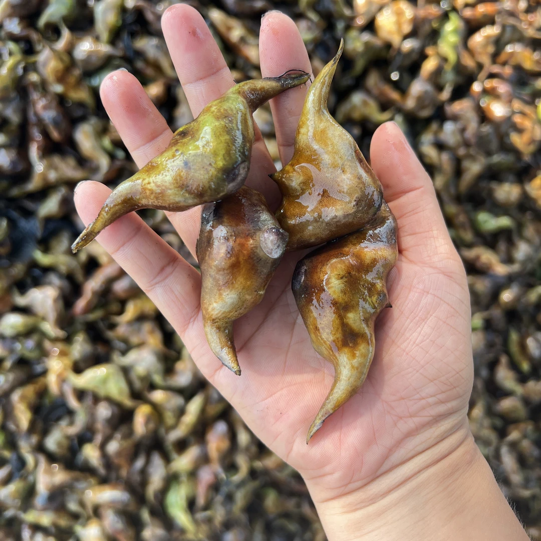【现摘现发】新鲜菱角余干现采老菱角水中板栗粉糯香甜 3斤5斤包邮