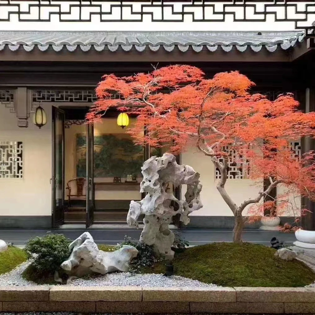 矮霸进口枫树松树盆景盆栽