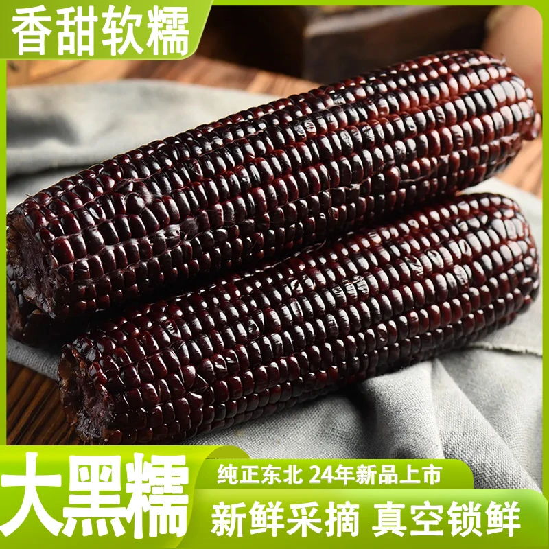 24年头茬东北香甜黑糯玉米8根装单根220克以上