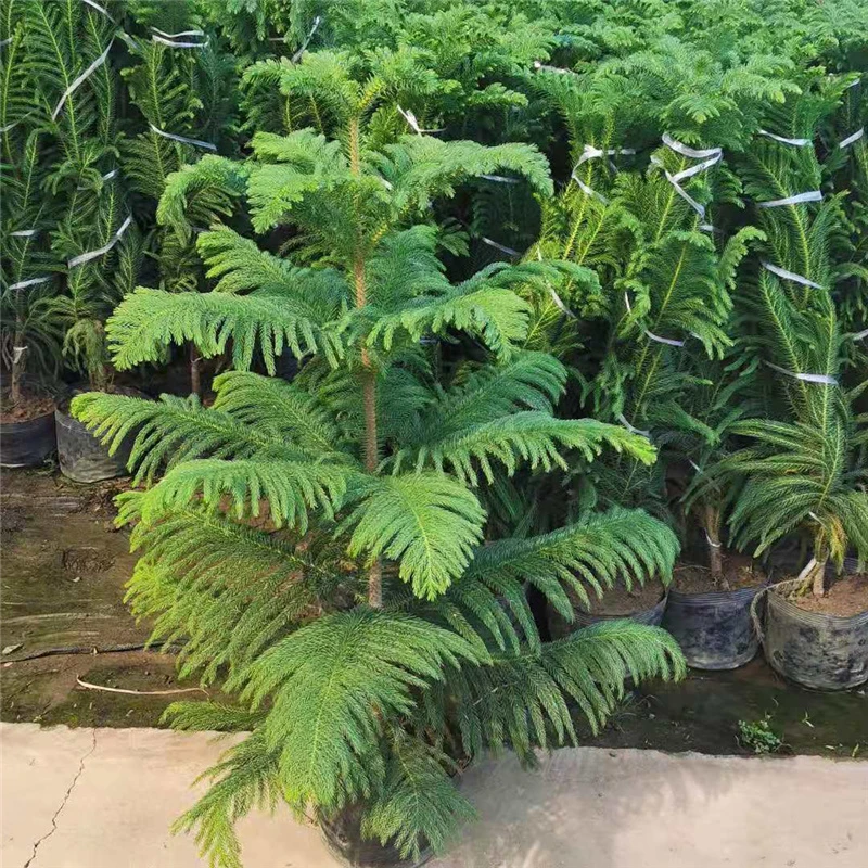 南洋杉盆栽南洋松树苗大圣诞树盆景阳台庭院绿植四季常青净化空气