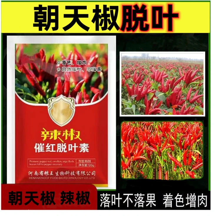 朝天椒脱叶落叶红的快催熟增强口感迅速亮果