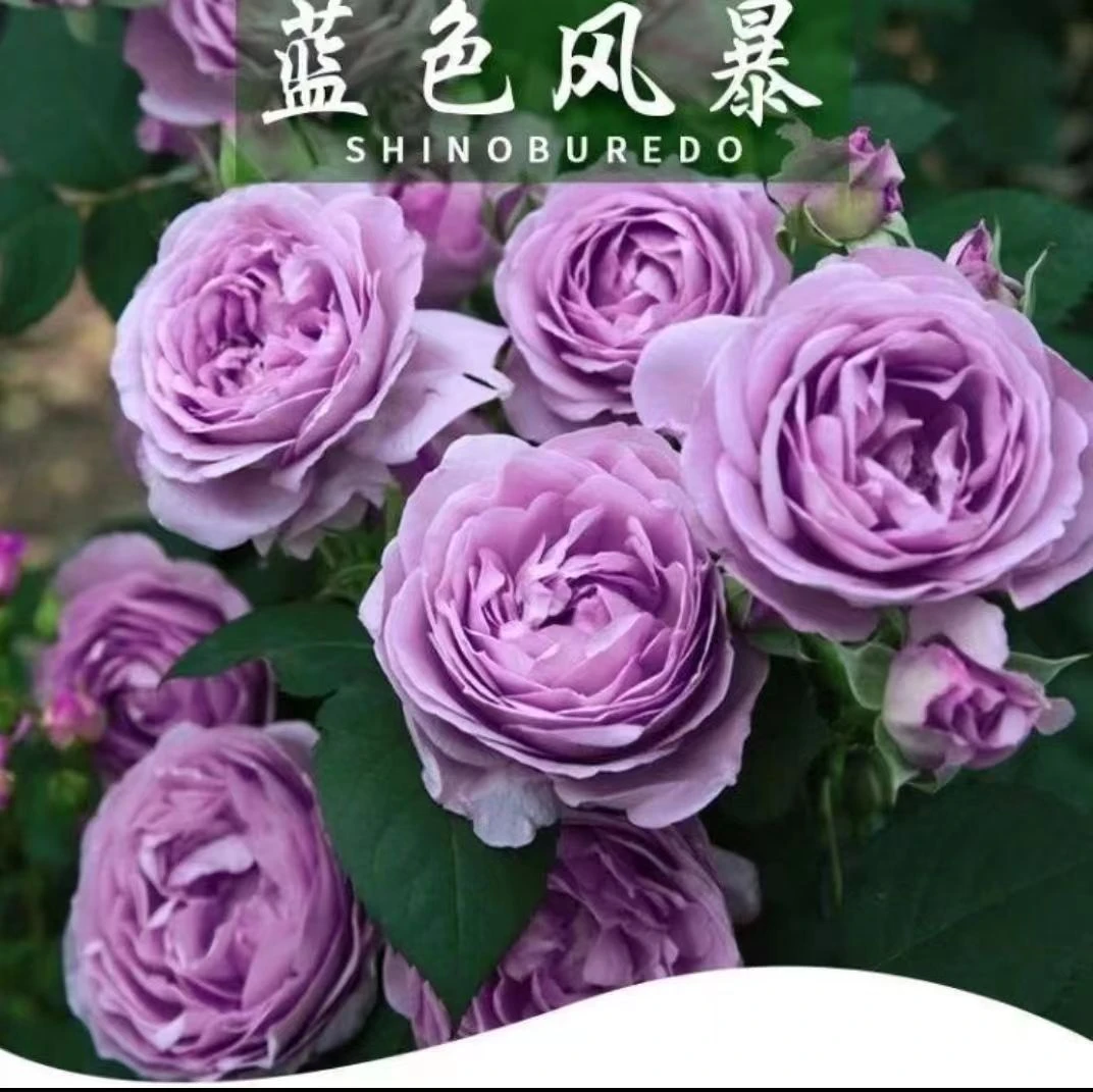 【蓝色风暴】大花浓香四季开花耐寒耐热 星花怒放