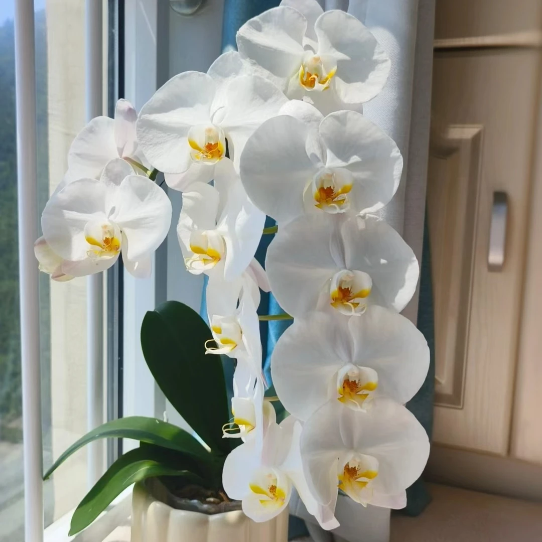 3.0寸杯带花剑刚露头《V3大白》蝴蝶兰花苗没有开花