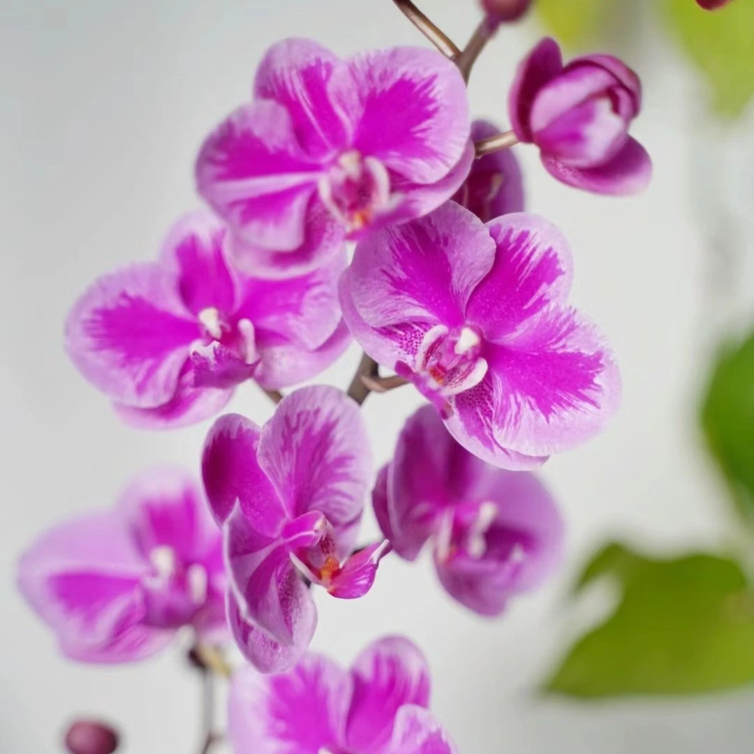 2.8寸杯带花剑《插角满天红》泼墨满天红蝴蝶兰花苗没有开花