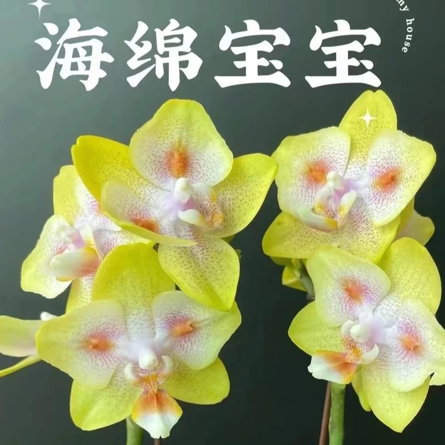 3.0寸杯带花剑《海绵宝宝》蝴蝶兰花苗没有开花