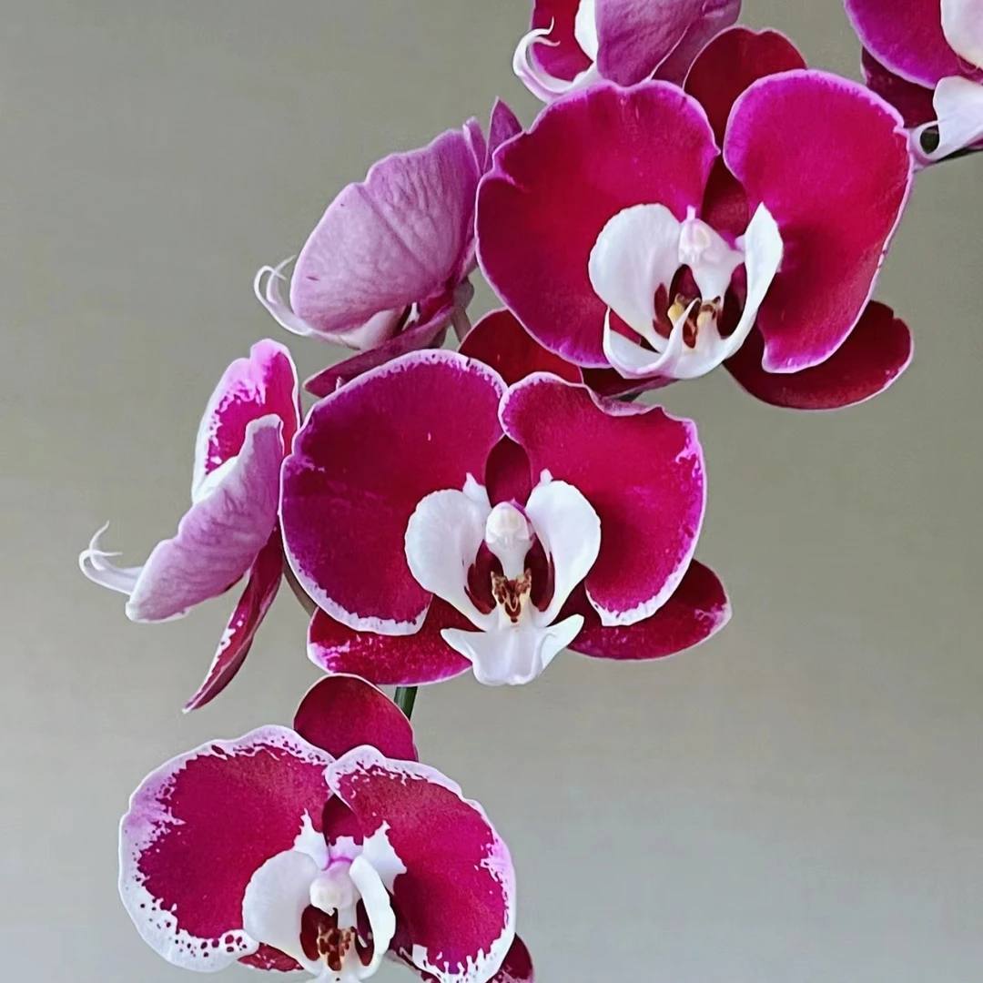 2.8寸杯带花剑《米歇尔》蝴蝶兰花苗目前无花