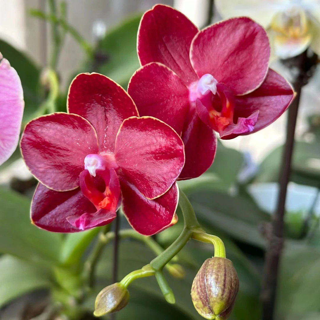 2.8寸杯没有花剑《美杜莎》蝴蝶兰花苗正红色