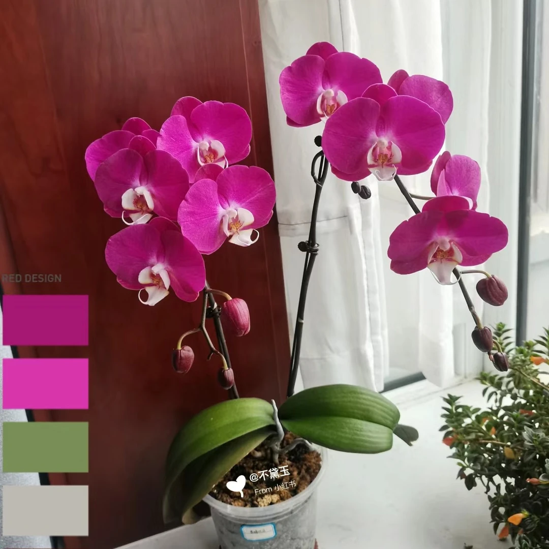2.8寸杯带花剑《青梅竹马》蝴蝶兰花苗大花型没有开花