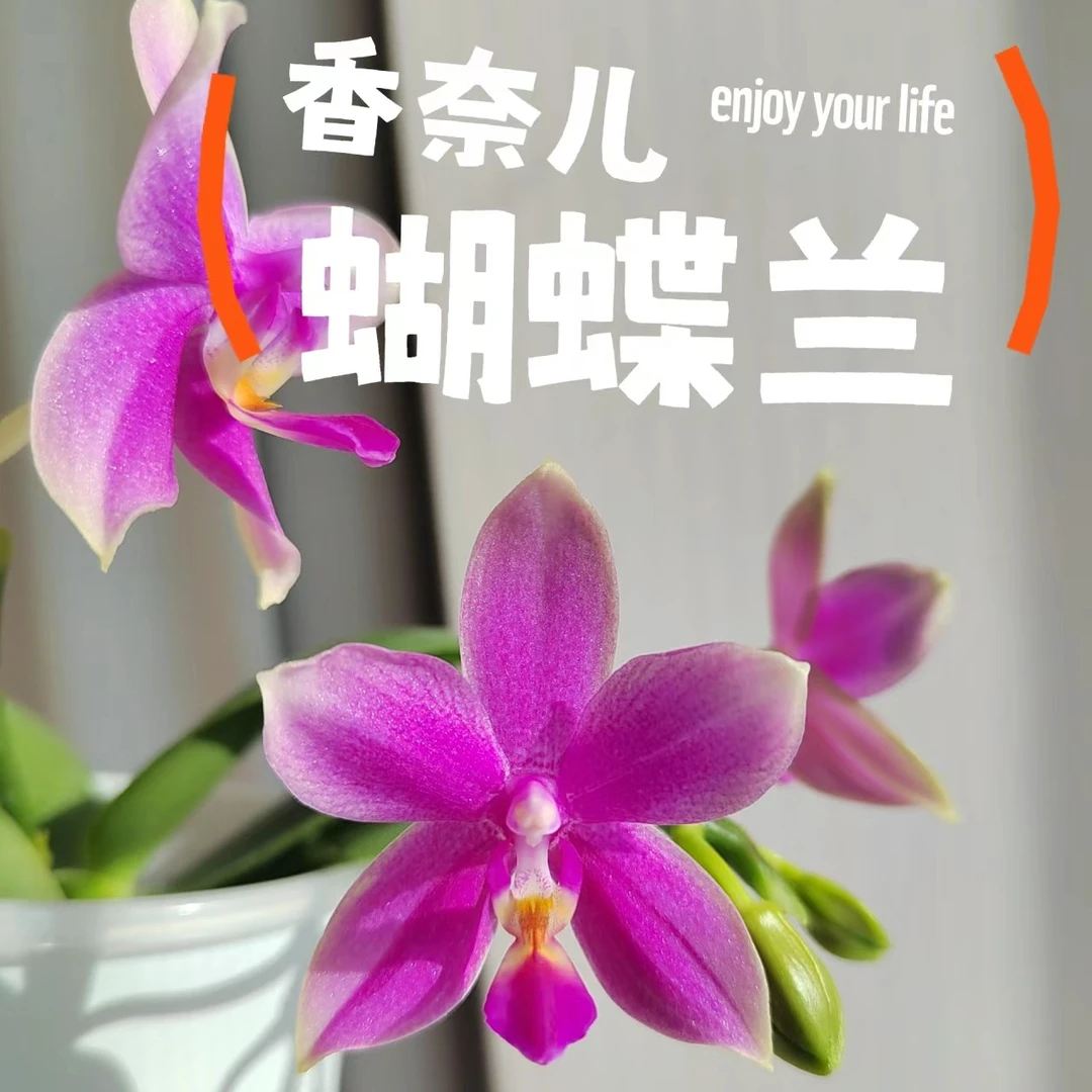 2.8寸杯不带花剑《香奈儿双苗》蝴蝶兰花苗蜡质花浓香型没有开花