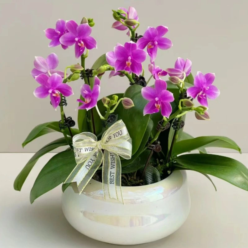 3.0寸杯带花剑【香奈儿】蝴蝶兰花苗有香味蜡质花 没有开花
