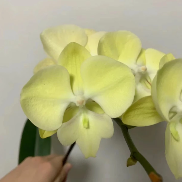 3.0寸杯不带花剑【1991香草冰淇淋】蝴蝶兰花苗目前没有开花