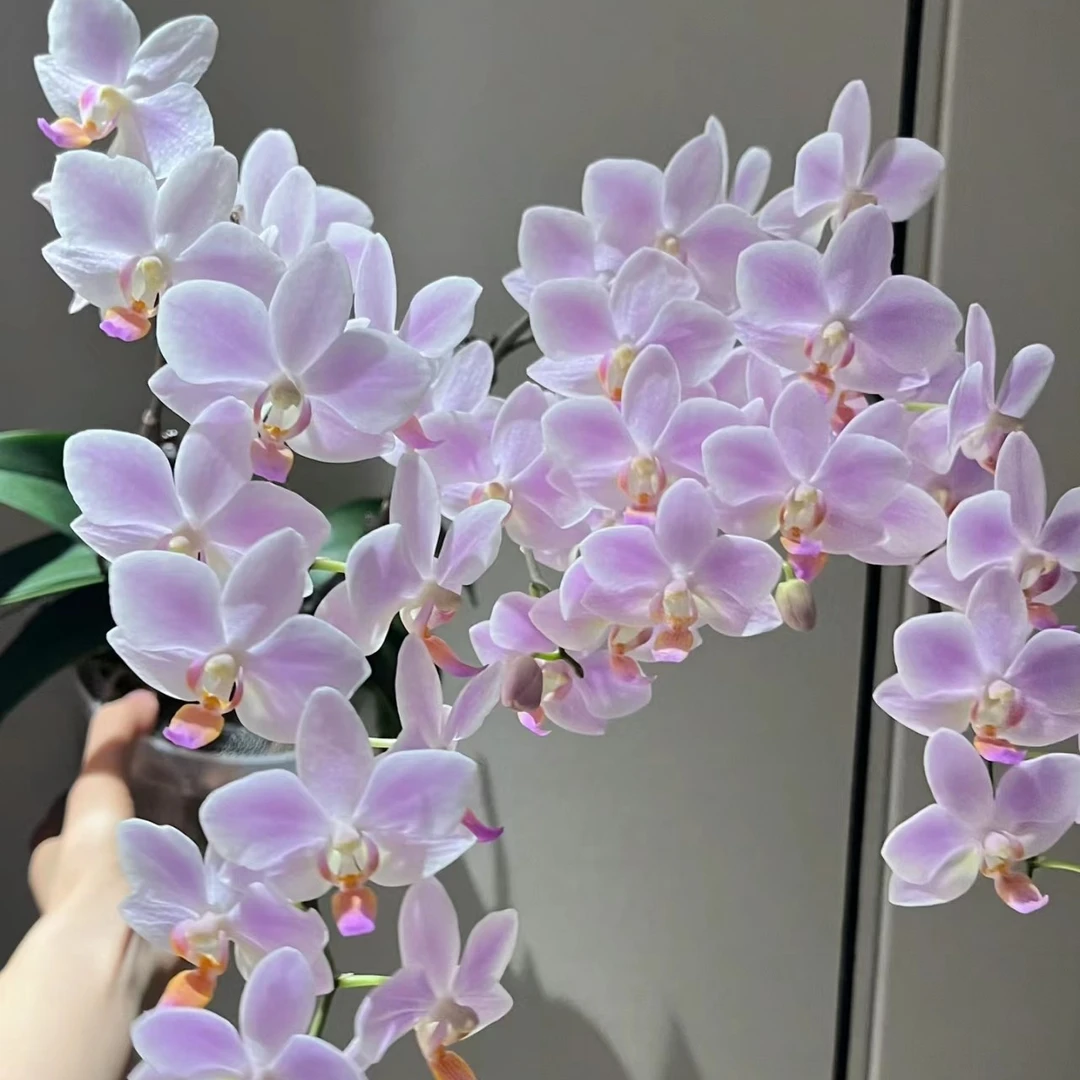 2.8寸杯带花剑《残雪》蝴蝶兰花苗续花能力强没有开花