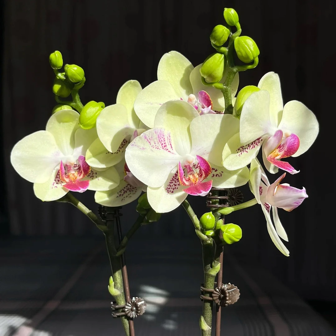 3.0不加高没有花剑《绿熊》蝴蝶兰花苗没有开花