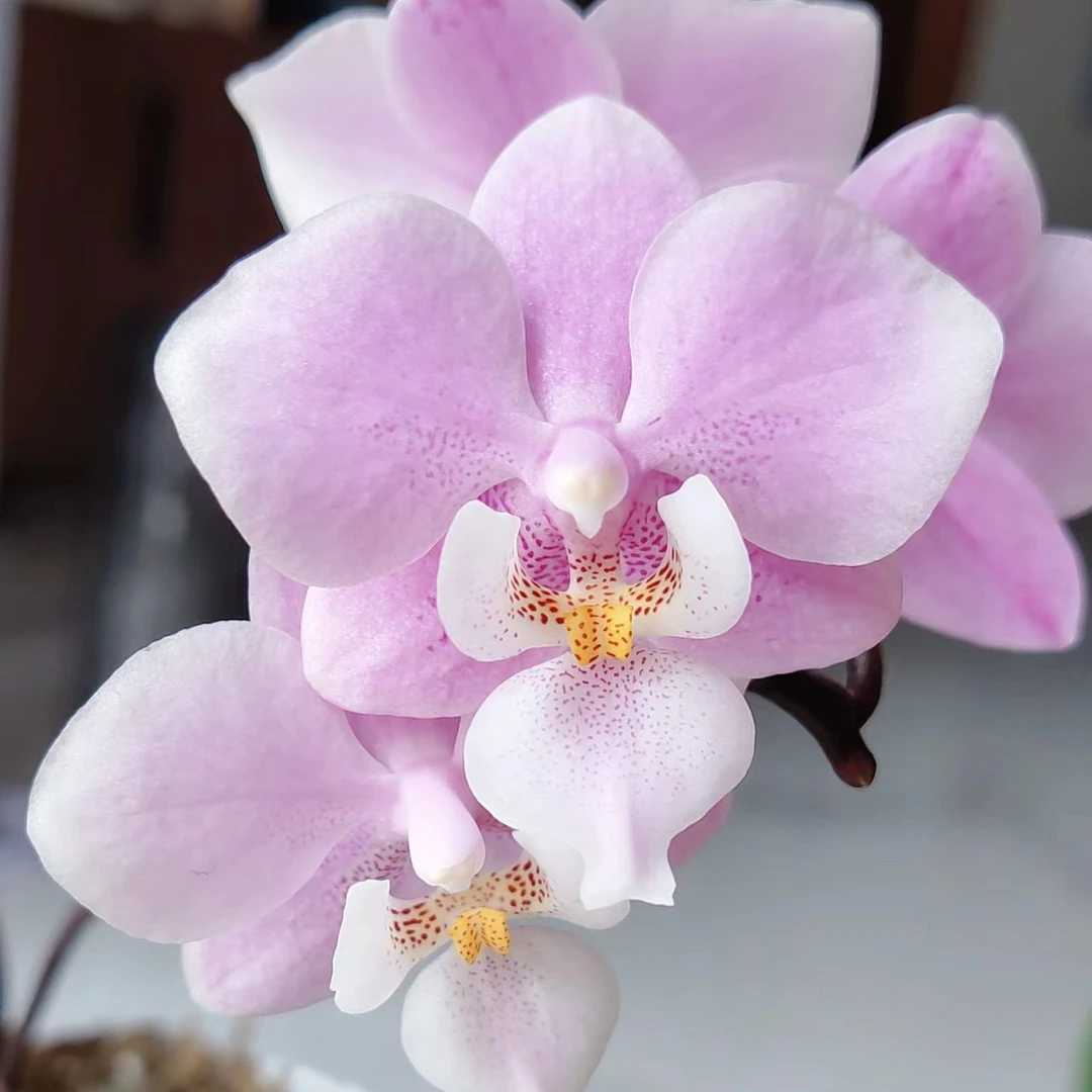 3.0双苗不带花剑《粉红女孩》槟榔西施交西蕾丽没有花剑