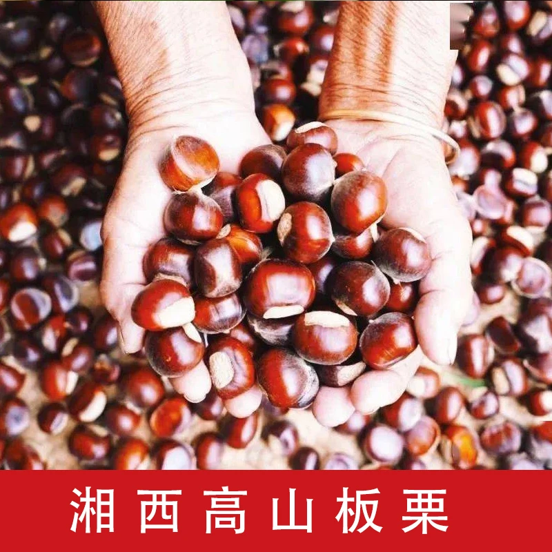 湘西高山板栗现货新鲜生板栗板栗子现摘生栗板栗生板栗子5斤