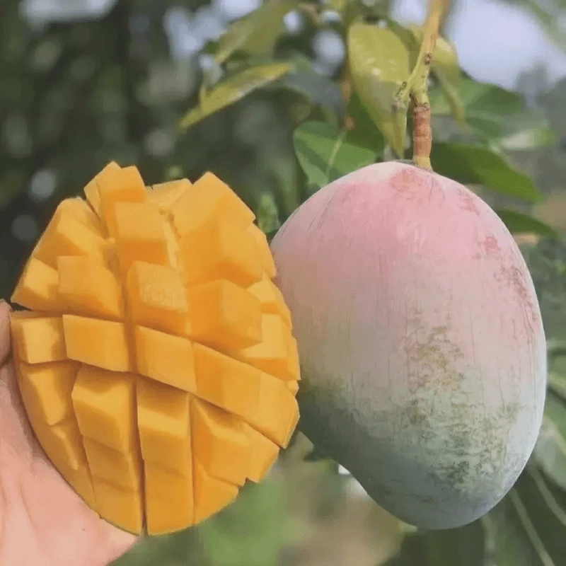 【凯特】四川攀枝花凯特大芒果新鲜水果亮灯牌拍五斤送三斤净重8斤