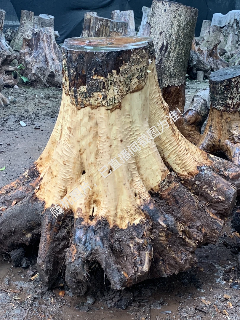 金丝楠木，新疆西藏内蒙海南宁夏黑吉辽不包邮！