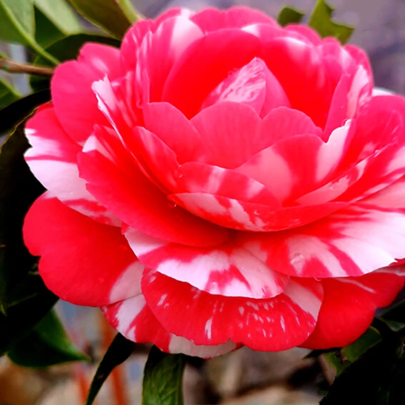 花鹤翎茶花盆栽树苗福建名贵经典老品种阳台山茶庭院花卉好养热卖