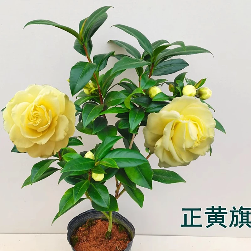 正黄旗名贵品种黄色山茶花大花型福建龙岩室内外阳台四季绿植花卉