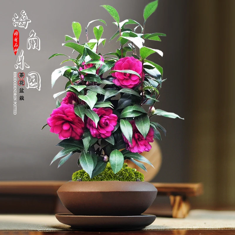 海角乐园山茶花紫玫瑰名贵品种树苗精品花卉盆栽阳台花园耐寒好养