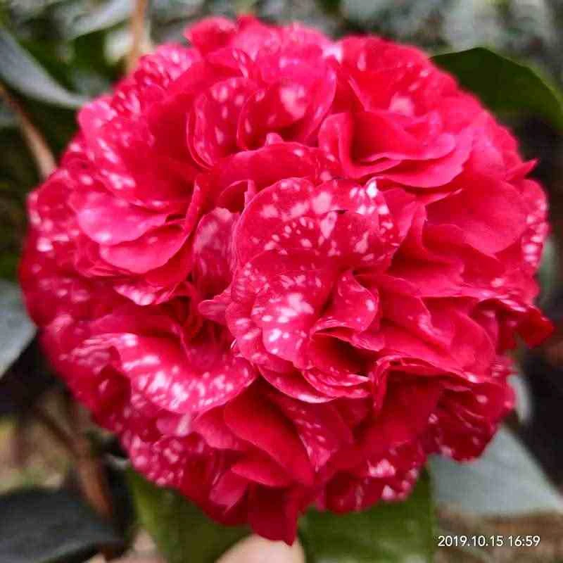 云斑大元帅茶花苗带花苞室内盆栽花卉阳台小盆栽名贵品种当年开花