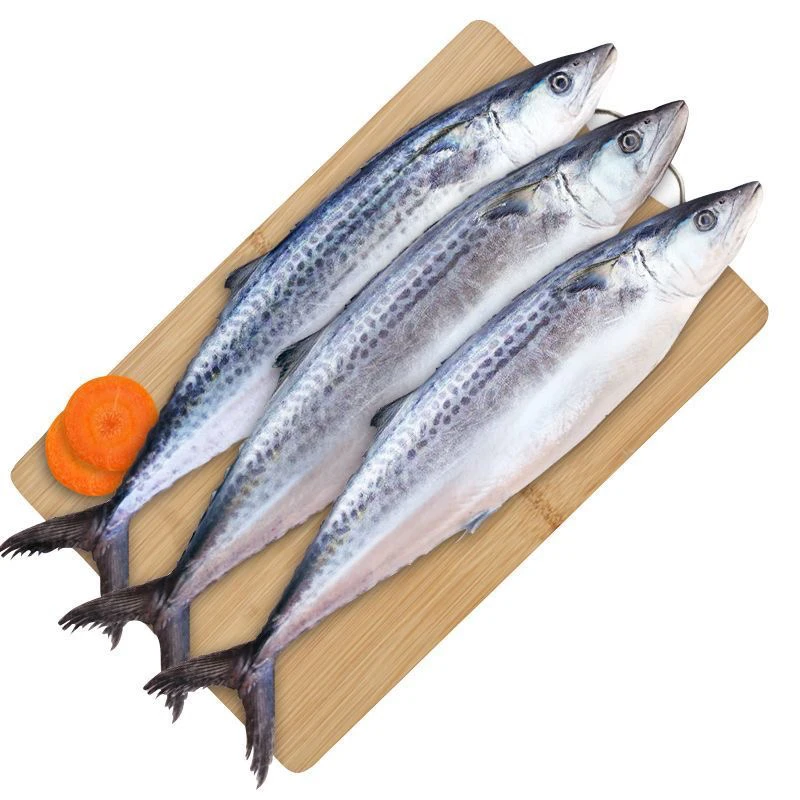 速冻 渤海湾新鲜鲅鱼 燕尾鲅鱼 马鲛鱼 4-6两/条 山东发货