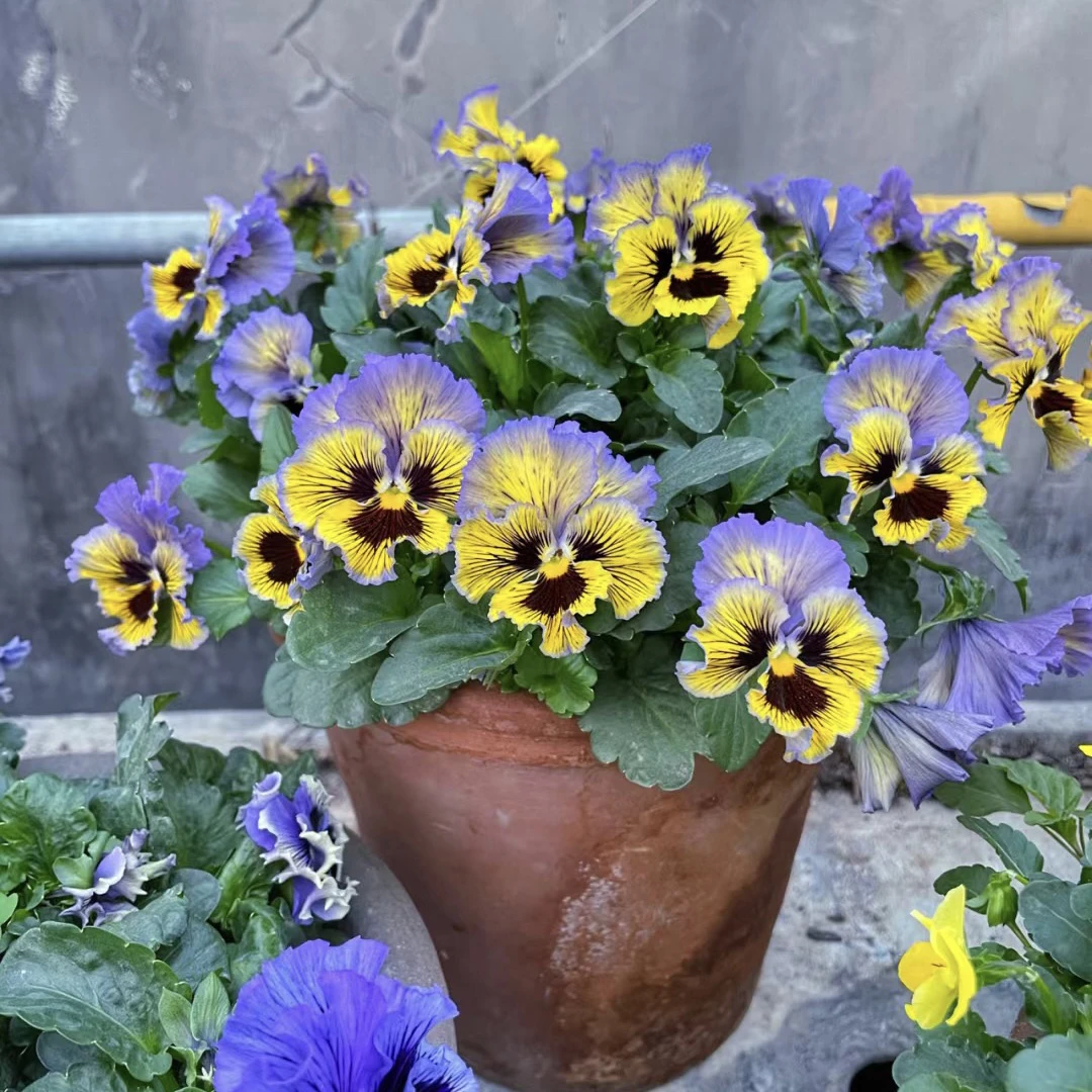 【三盆起包邮】闪现系列皱边角堇盆栽花卉耐寒好养易活客厅阳台庭院