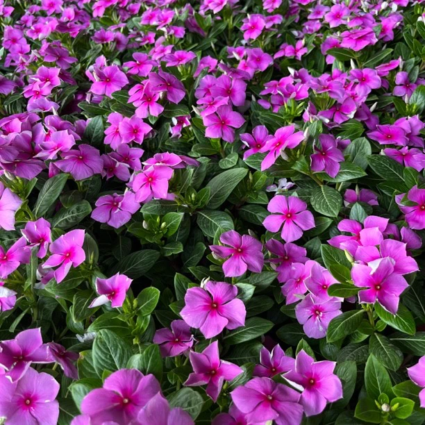 木本天天开长春花四季梅盆栽花卉阳台庭院观赏花耐热耐晒地栽好养