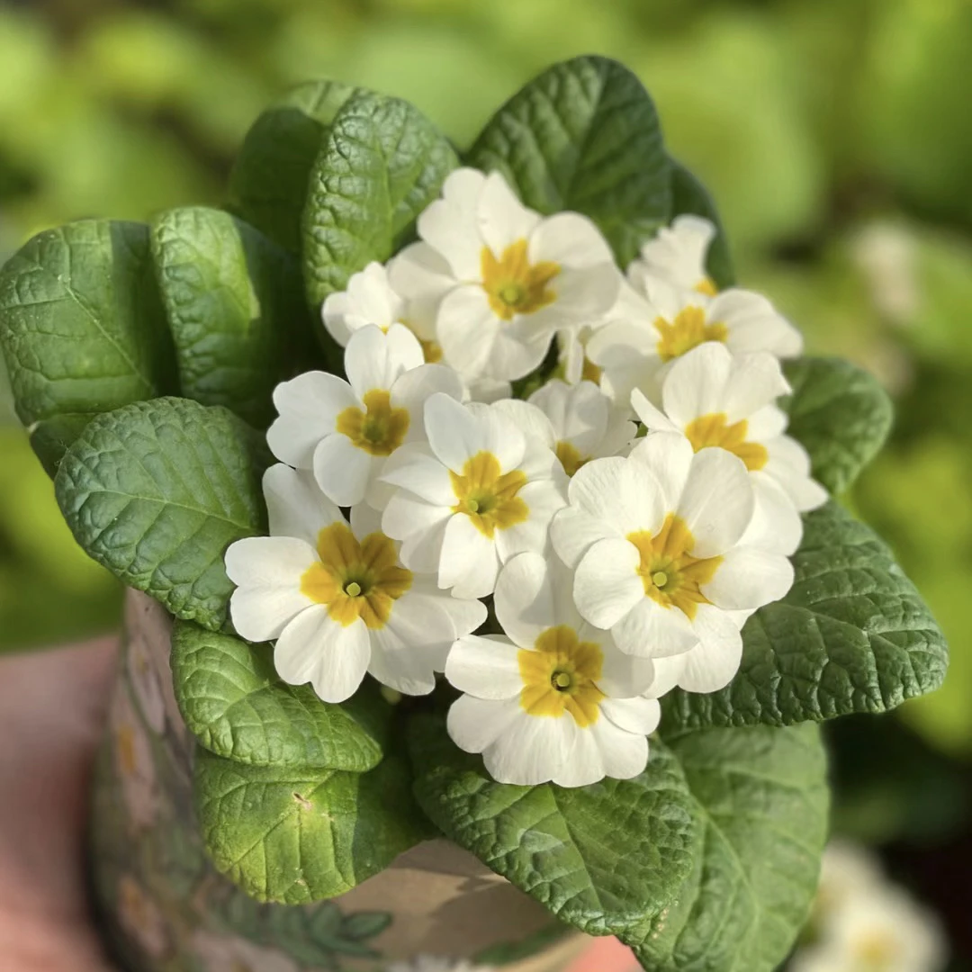 报春花盆栽花卉冬季耐寒带花苞阳台室内庭院花园好养易活欧洲喜光