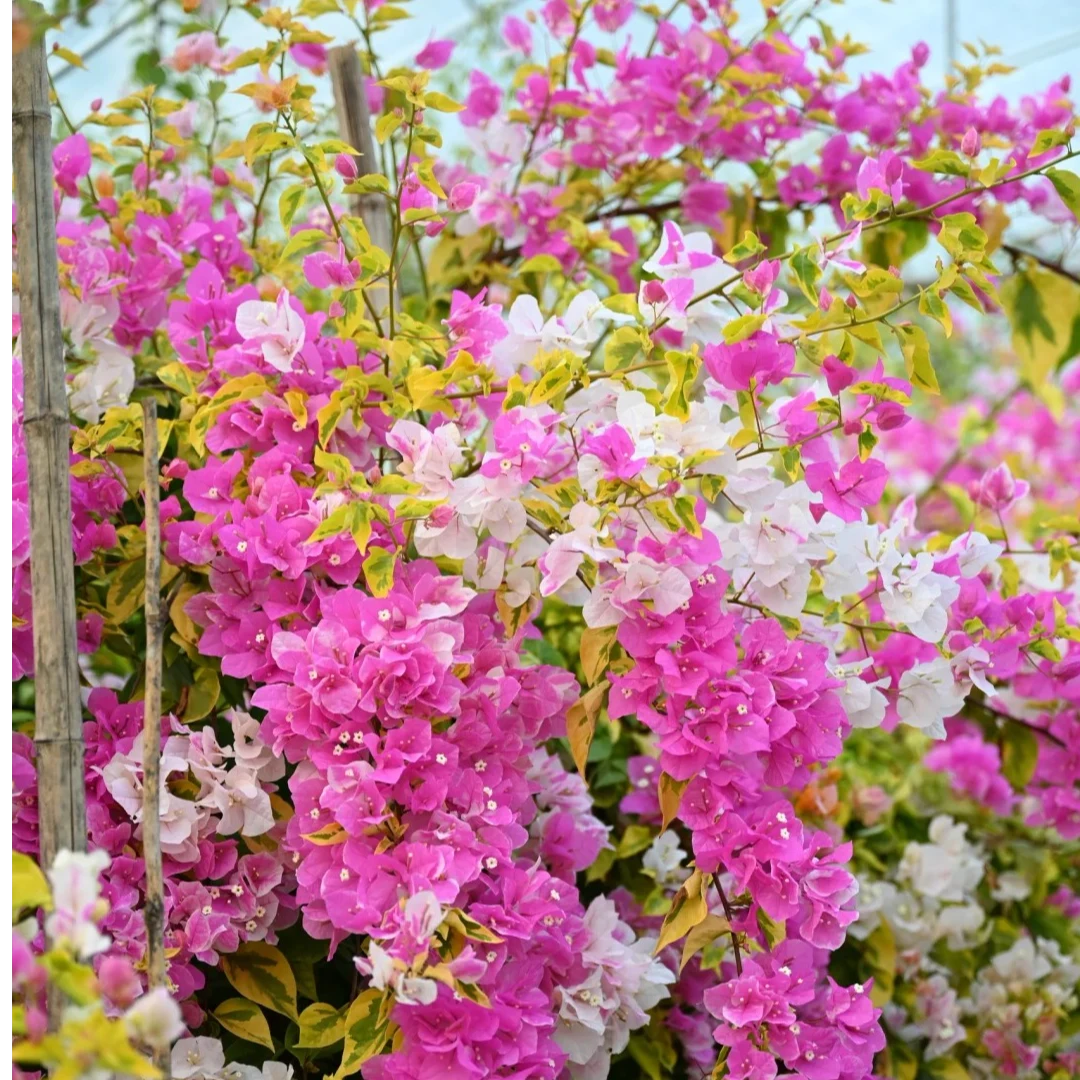 果青耕【金边漳红英】三角梅花卉四季勤花基地直发