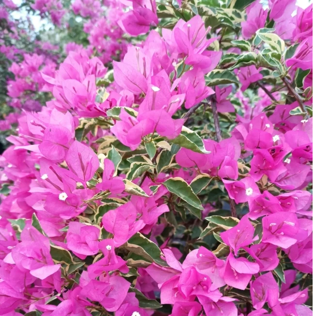 【蜡染粉】三角梅四季勤花爬藤绿植开花机器