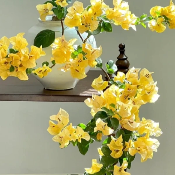 【保证收到鲜活，掉花不售后】三角梅品种苗福利款介意勿拍五