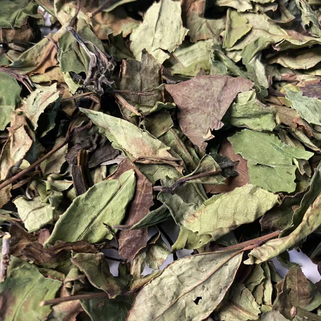 2019年林下荒野春寿眉