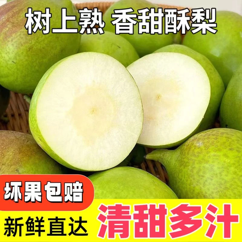 [坏果包赔]香甜酥梨 清甜多汁 现摘现发 今年新梨头茬