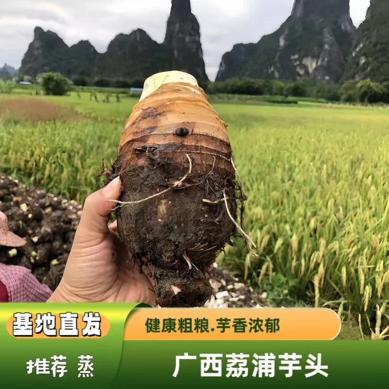 现挖 荔浦芋头 口感粉糯 芋头味十足 细腻不噎 膳食纤维粗粮